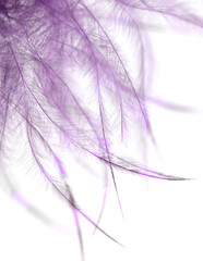 Purple feather isolated on white background.