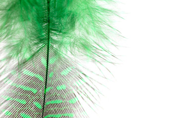 Green feather isolated on white background.