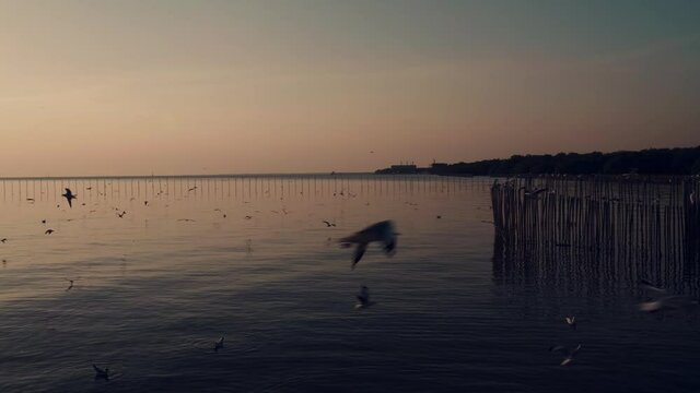 View of the seagull flying when the sunset on the sea and beautiful golden light
