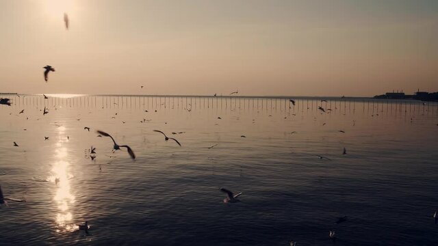 View of the seagull flying when the sunset on the sea and beautiful golden light