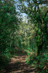 Fototapeta na wymiar Path inside a forest full of green trees