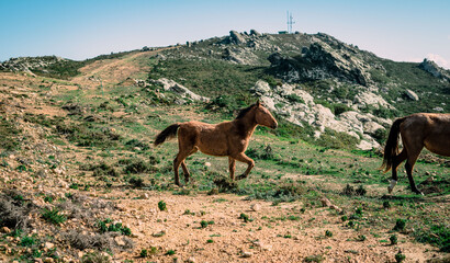 Horse running down the mountain on a sunny day