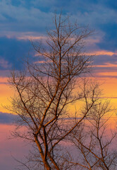 Fototapeta na wymiar Bare branches on a tree at sunset.