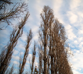 Bare branches on a tree at sunset.
