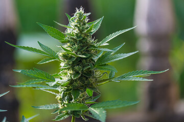 Cannabis leaf - Marijuana plant - hemp .