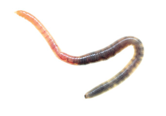 Earthworm on a white background.