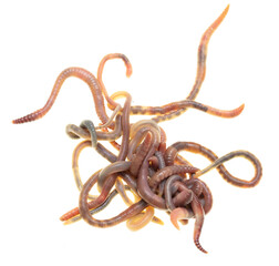 Earthworms isolated on a white