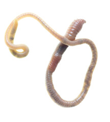 Earthworm on a white background.