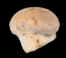 Close-up of a mushroom slicker isolated on a black