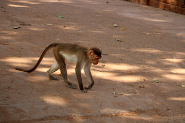 Bonnet macaque monkey walking in the park.