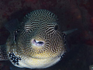 Pufferfish swimming above coral reef
