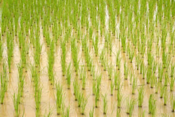 Closeup New rice plants in the rice farm - agricultural scene  - Harvest season in thailand - Landscape Green Nature 