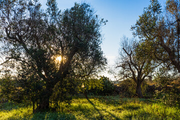 Fototapeta premium sunset in the forest