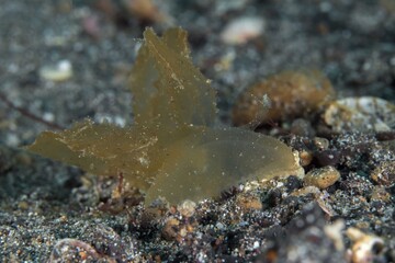 Colorful nudibranch sea slug on coral reef in Indonesia