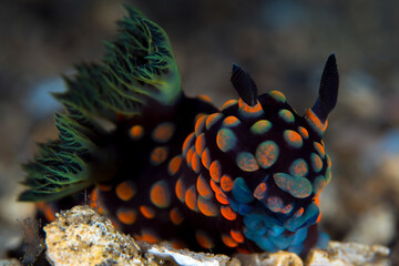 Colorful nudibranch seaslug on coral reef in indonesia