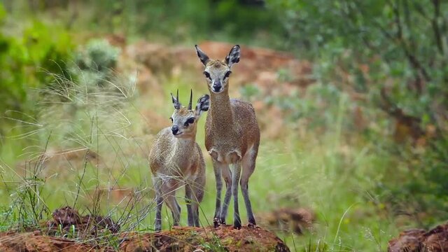 Klipspringer couple standing in termite mound in the wind in Mapungubwe National park, South Africa ; Specie Oreotragus oreotragus family of Bovidae