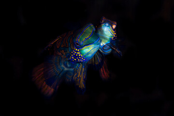 Rainbow colored mandarinfish mating at sunset on coral reef