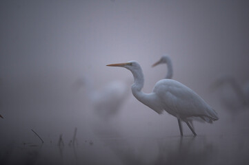 Great egret fishing in misty morning