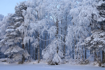 Russia, Karelia, Kostomuksha.The branches of the trees are covered with snow. December, 09.2021.
