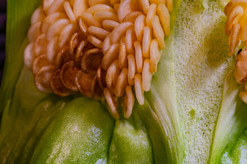 Obraz premium Macro shot of the fresh green pepper and seeds divided in half.