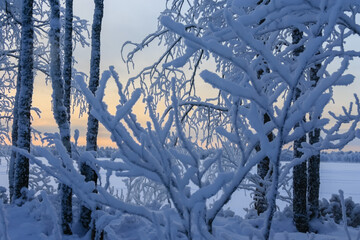 Russia, Karelia, Kostomuksha. The sun is shining through the snow-covered bushes. December, 09.2021.