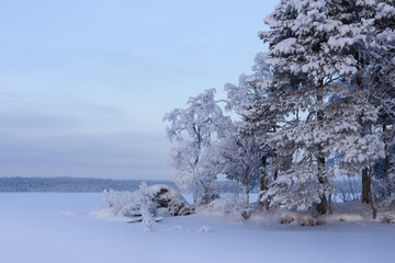 Russia, Karelia, Kostomuksha. The soft rays of the sun fall on the pine tree. December, 09.2021.