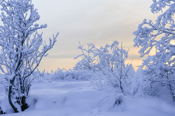 Russia, Karelia, Kostomuksha. There are snow-covered bushes against a brightening sky. December, 09.2021.
