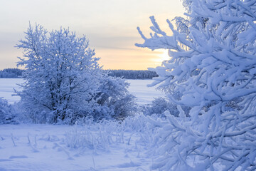 Russia, Karelia, Kostomuksha. The sun rises behind the trees. December 09, 2021.