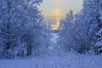 Russia, Karelia, Kostomuksha. You can see the sun between the trees. December 09, 2021.