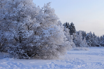 Russia, Karelia, Kostomuksha. The sun shines on one side of the tree. December, 09. 2021.