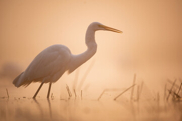 Great egret  in misty morning