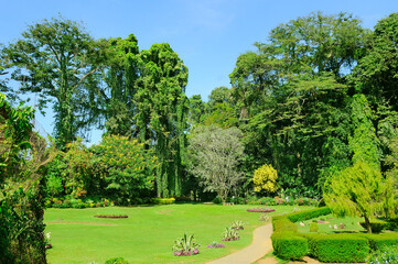 Tropical garden with many flowers and exotic trees.