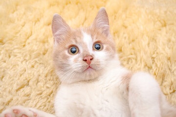 little kitten lying on the mat. Pets.