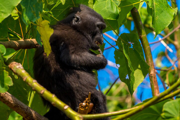Celebes crested macaques in the Tangkoko  reserve sulawesi