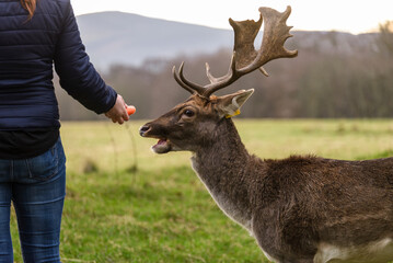 A woman feeding a deer, in Phoenix Park, Dublin, Ireland