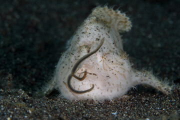 Whie hairy frogfish hunting for prey - Antennarius striatus