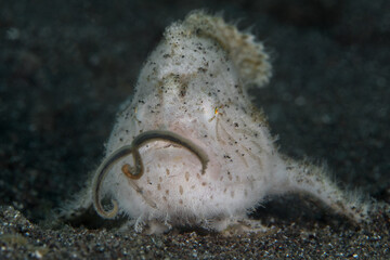 Whie hairy frogfish hunting for prey - Antennarius striatus