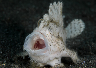 Whie hairy frogfish hunting for prey - Antennarius striatus