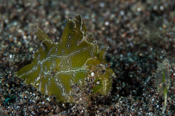 Colorful nudibranch on coral reef in Milne bay