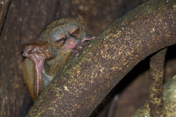 Spectral tarsier in the Tangkoko reserve in Sulawesi