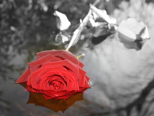 Rose im Wasser - rose in water