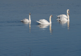 Four mute swans swimming in calm water with a light breeze
