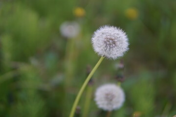 Macro photo of a dandelion seed flower