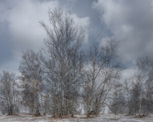 Obraz na płótnie Canvas a bunch of trees in a snowy field