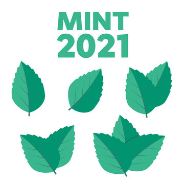Mint leaf vector illustration. Leaf herbal spearmint plant