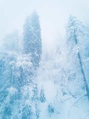 Winter mountain forest in frost