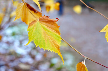 Autumn leaves