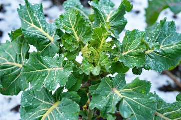 Broccoli leaves with water drops