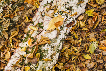 Close-up picture of mushroom, A bright yellow mushroom that can be found thought out the year on fallen logs or stumps of deciduous trees.