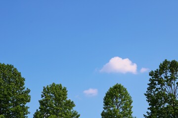 春　森　青空　風景